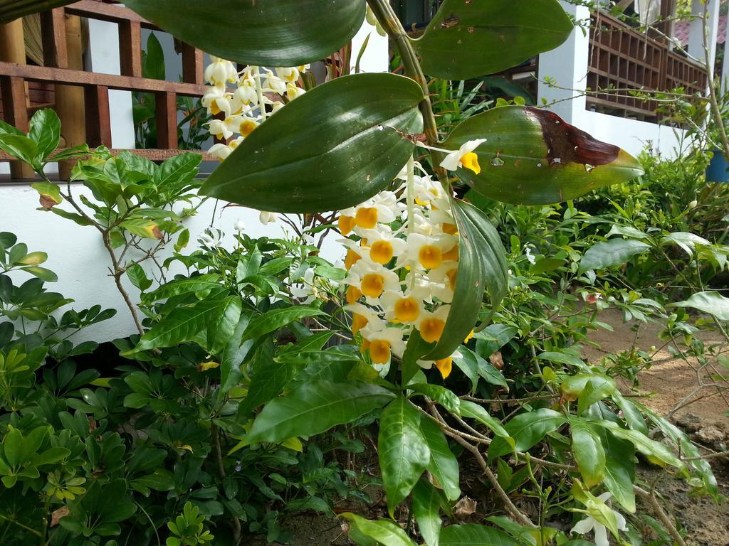 Hotel Benjamin'S Hut Srithanu Exterior foto